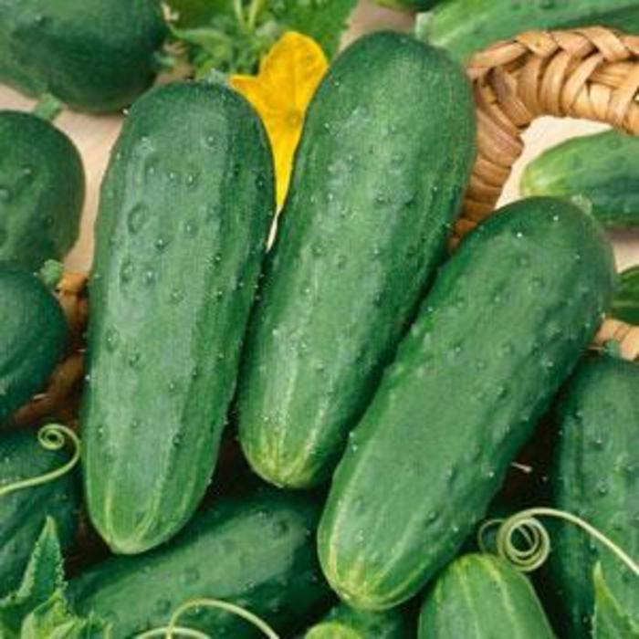 Cucumber - Cucumis sativus 'Fresh Pickles'