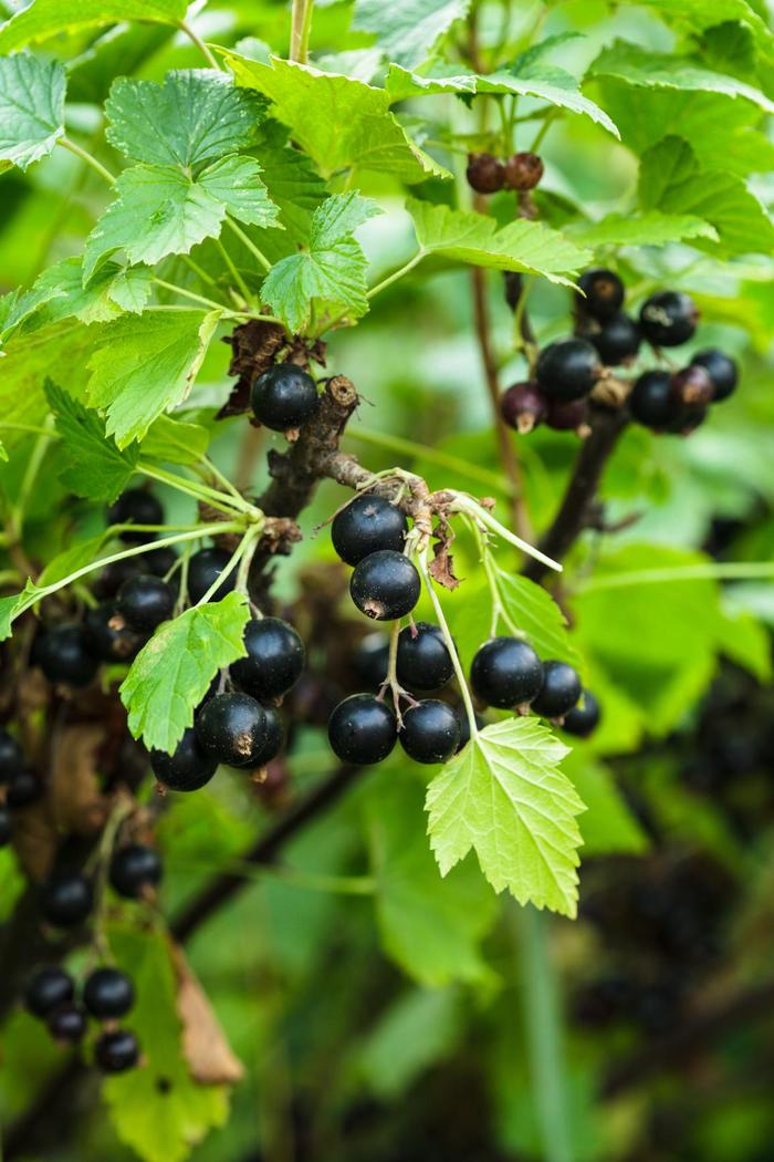 Currant - Ribes nigrum 'Consort Black'