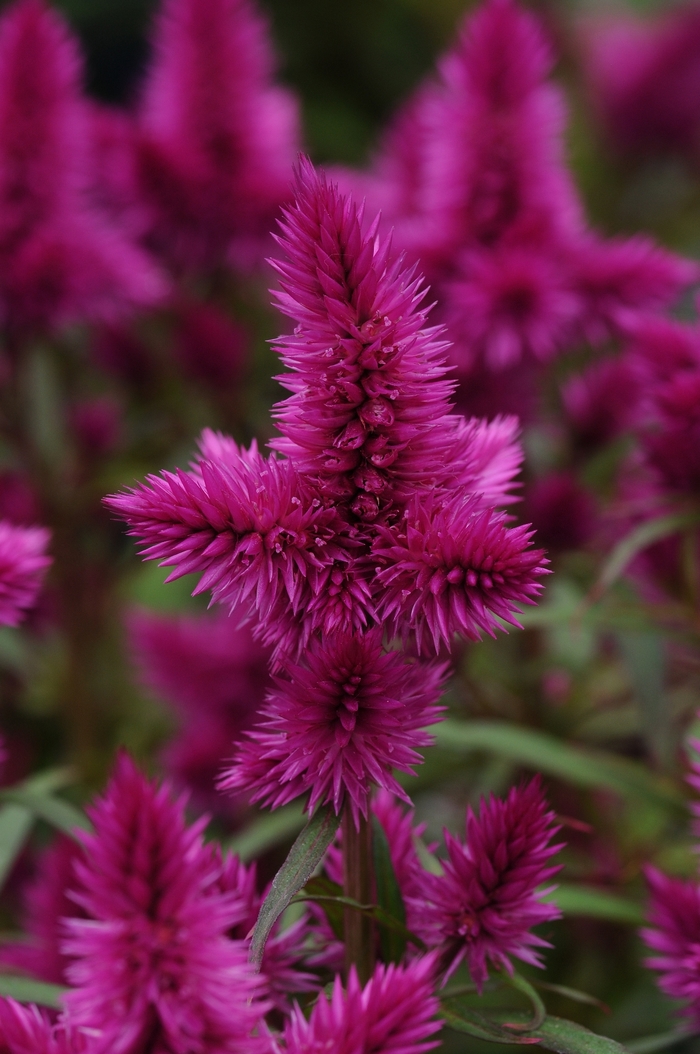 Celosia - Celosia 'Intenz Classic' Celosia - Celosia 'Intenz Classic'