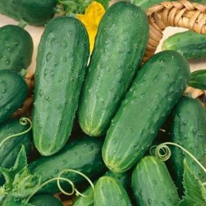 Cucumber - Cucumis sativus 'Homemade Pickles' Cucumber - Cucumis sativus 'Homemade Pickles'