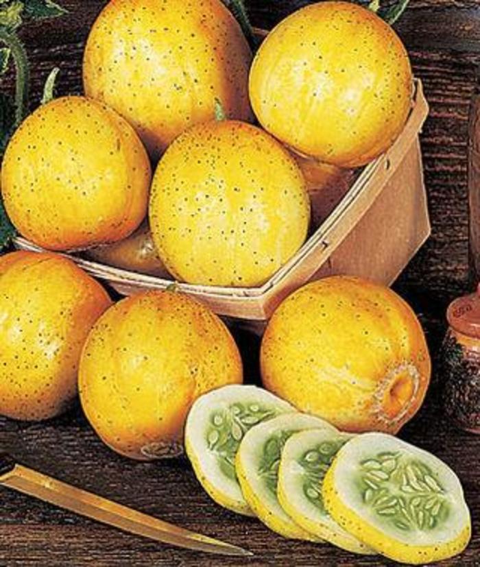 Cucumber - Cucumis sativus 'Lemon' Cucumber - Cucumis sativus 'Lemon'