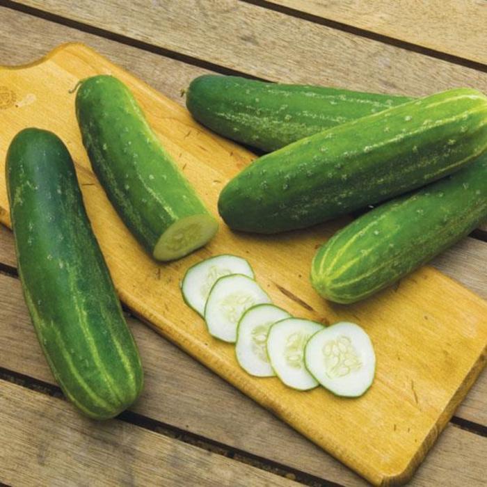 Cucumber - Cucumis sativus 'Straight Eight '