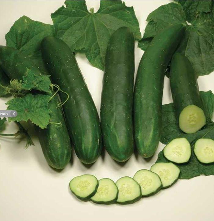 Cucumber - Cucumis sativus 'Tanja' Cucumber - Cucumis sativus 'Tanja'