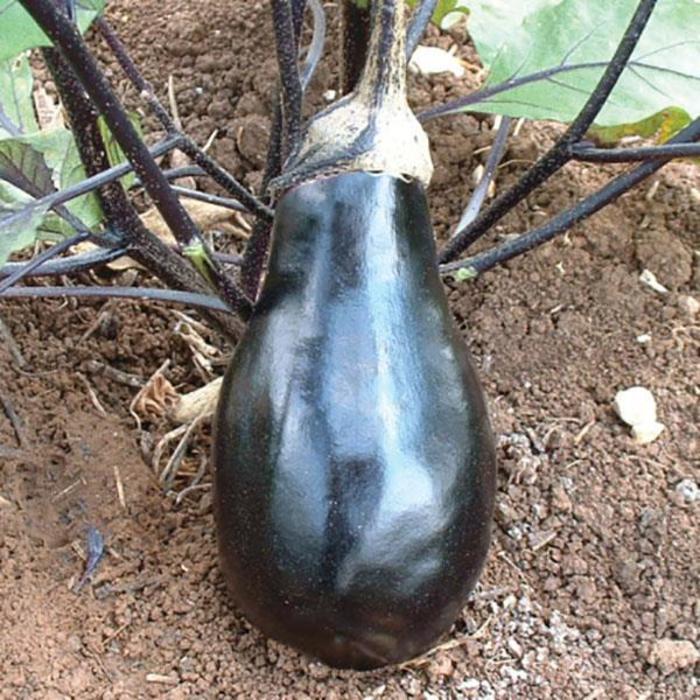 Eggplant - Solanum melongena 'Black Beauty' Eggplant - Solanum melongena 'Black Beauty'