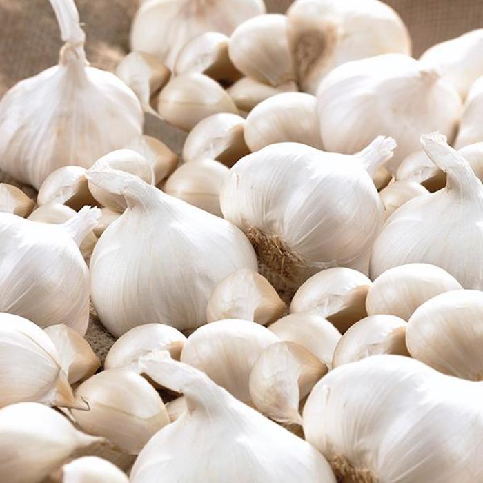 Garlic - Allium sativum 'California' Garlic - Allium sativum 'California'