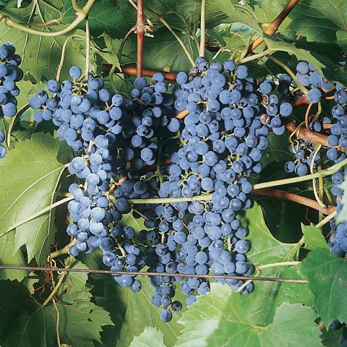 Grape - Vitis 'Frontenac'