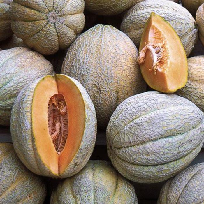 Melon, Muskmelon - Cucumis melo 'Pride of Wisconsin' Melon, Muskmelon - Cucumis melo 'Pride of Wisconsin'