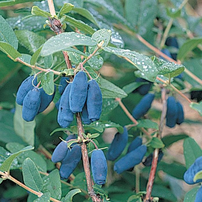 Honeyberry - Lonicera caerulea 'Berry Blue™' Honeyberry - Lonicera caerulea 'Berry Blue™'