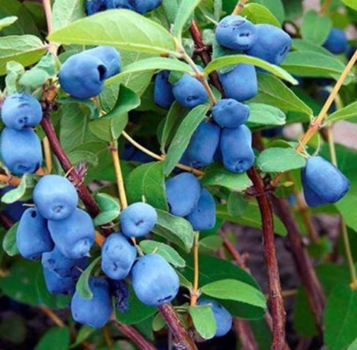 Honeyberry - Lonicera caerulea 'Tundra' Honeyberry - Lonicera caerulea 'Tundra'