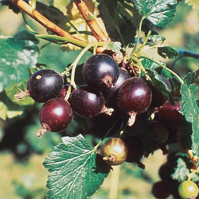 Jostaberry - Ribes × nidigrolaria Jostaberry - Ribes × nidigrolaria