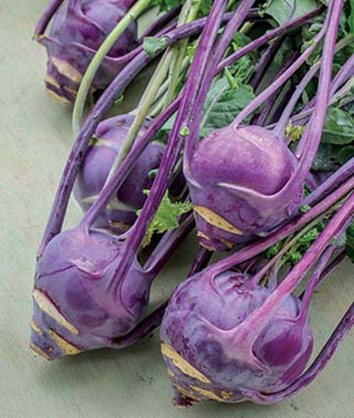 Kohlrabi - Brassica oleracea 'Early Purple Vienna'