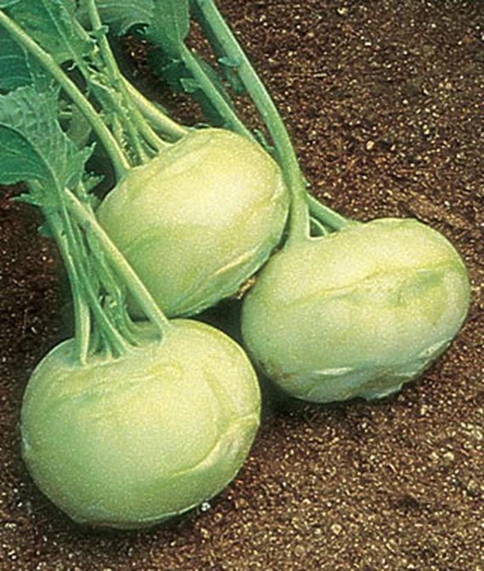 Kohlrabi - Brassica oleracea 'Early White Vienna' Kohlrabi - Brassica oleracea 'Early White Vienna'