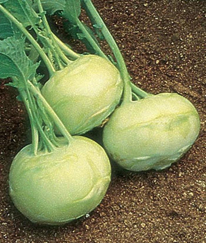 Kohlrabi - Brassica oleracea 'Early White Vienna'