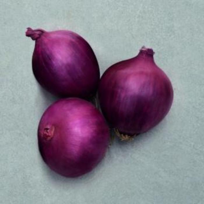 Onion - Allium cepa 'Red Carpet'