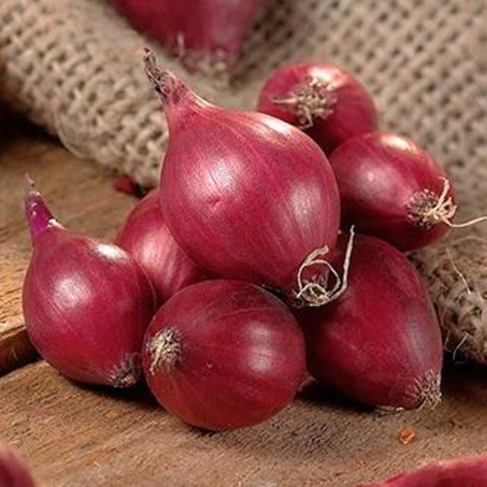 Onion - Allium cepa 'Red Karmen'