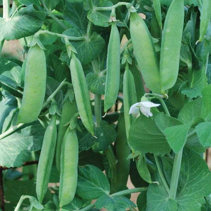 Pea - Pisum sativum 'Little Marvel'