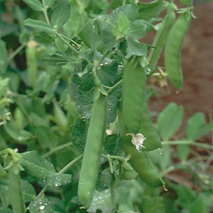 Pea - Pisum sativum 'Oregon Sugar Pod' Pea - Pisum sativum 'Oregon Sugar Pod'