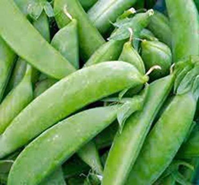 Pea - Pisum sativum 'Sugar Snap' Pea - Pisum sativum 'Sugar Snap'