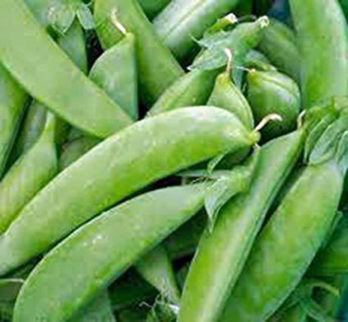 Pea - Pisum sativum 'Sugar Snap'