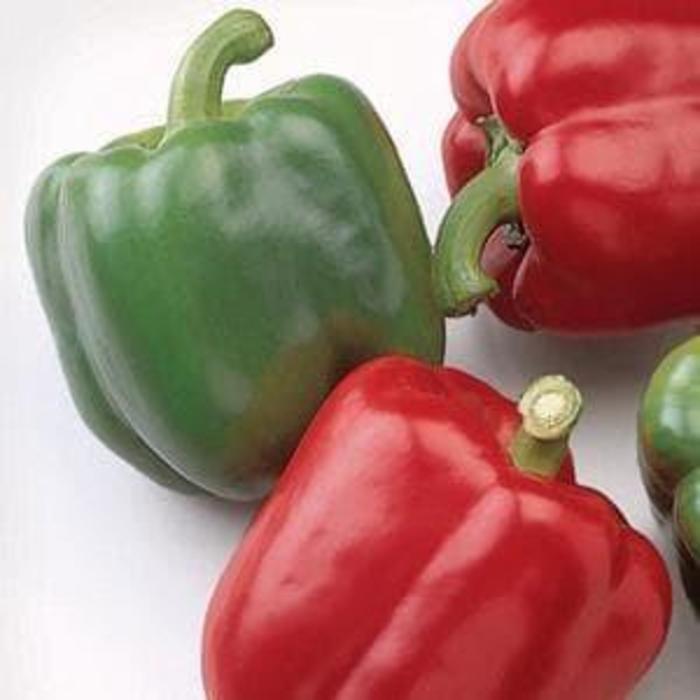 Pepper, Sweet Bell - Capsicum annuum 'Baron'