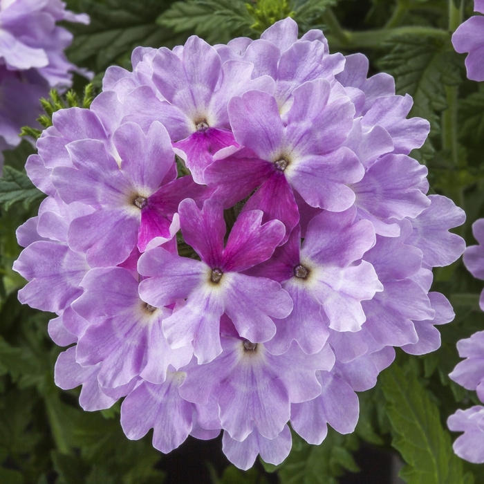 Verbena - Verbena Lanai® Upright Twister™ Watercolor