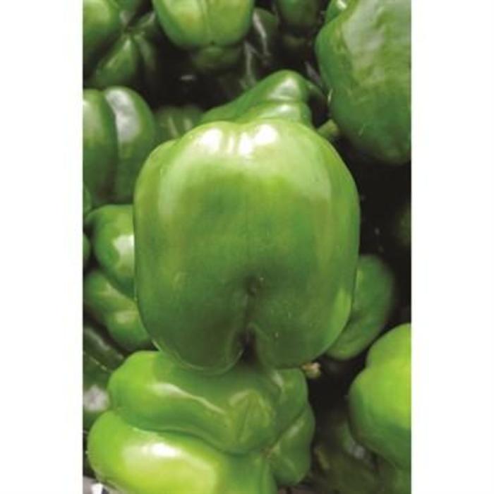 Pepper, Sweet Bell - Capsicum annuum 'Keystone Giant Resistant' Pepper, Sweet Bell - Capsicum annuum 'Keystone Giant Resistant'