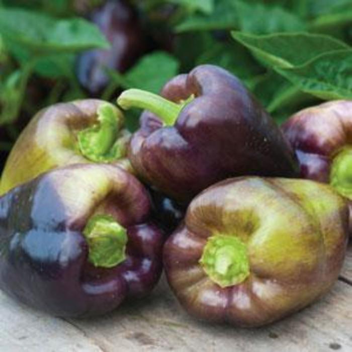 Pepper, Sweet Bell - Capsicum annuum 'Pinot Noir' Pepper, Sweet Bell - Capsicum annuum 'Pinot Noir'