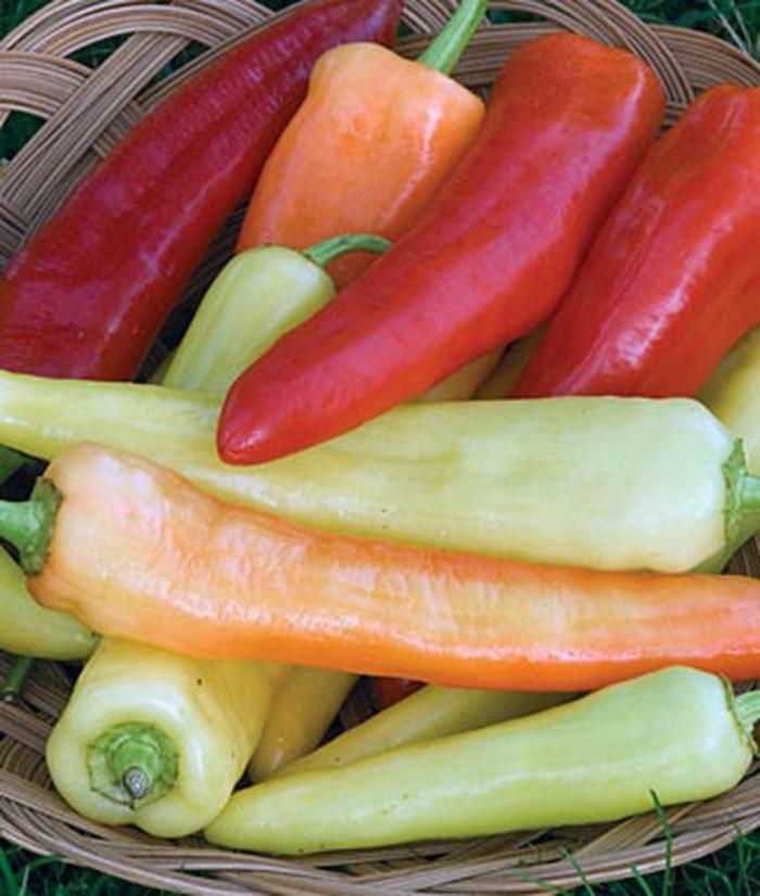 Pepper, Sweet Bell - Capsicum annuum 'Sweet Banana'