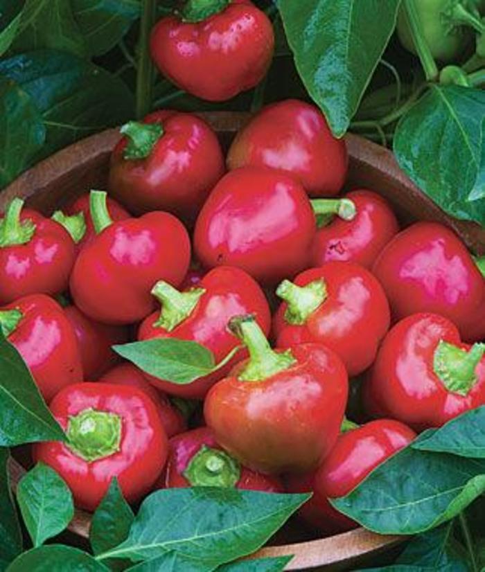 Pepper - Capsicum annuum 'Sweet Cherry' Pepper - Capsicum annuum 'Sweet Cherry'