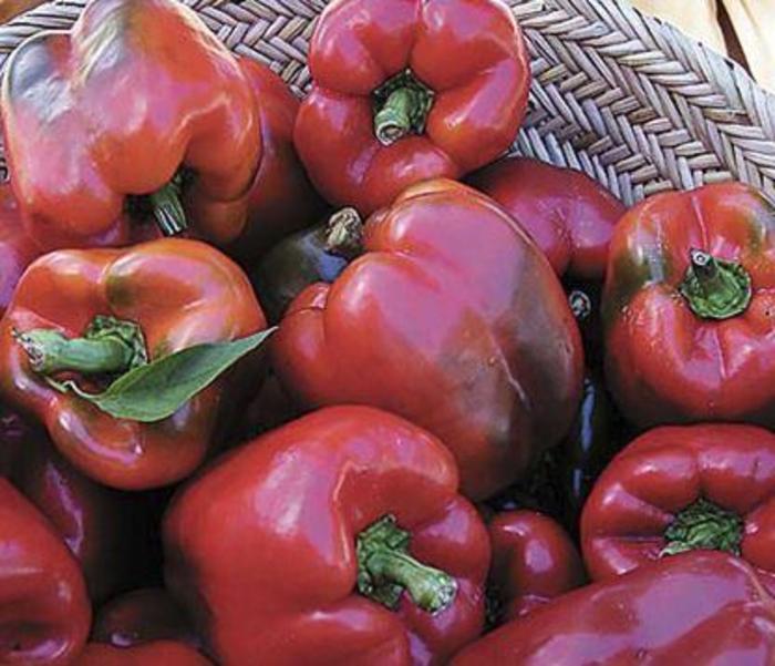 Pepper, Sweet Bell - Capsicum annuum 'Wisconsin Lakes'