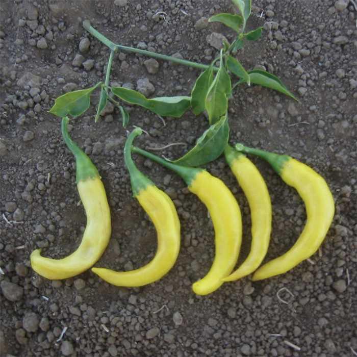 Pepper, Hot - Capsicum annuum 'Golden Cayenne' Pepper, Hot - Capsicum annuum 'Golden Cayenne'