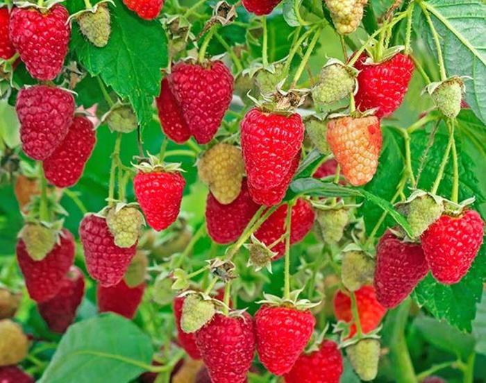 Raspberry - Rubus idaeus 'Killarney' Raspberry - Rubus idaeus 'Killarney'