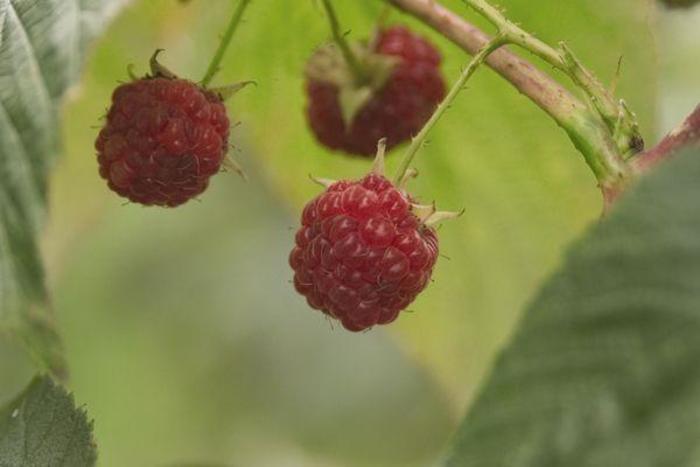 Raspberry - Rubus idaeus 'Souris' Raspberry - Rubus idaeus 'Souris'