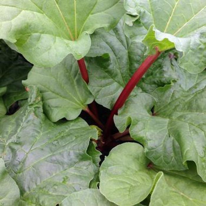 Rhubarb - Rheum 'Chipmans Canada Red' Rhubarb - Rheum 'Chipmans Canada Red'