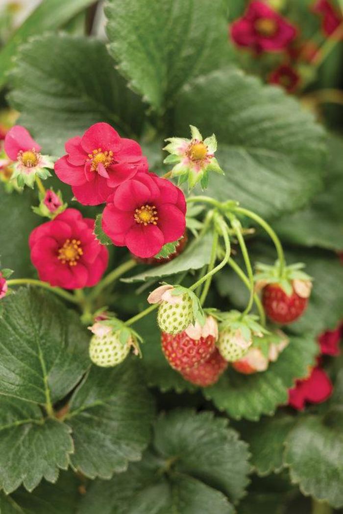 Strawberry - Fragaria ananassa 'Berried Treasure™' Strawberry - Fragaria ananassa 'Berried Treasure™'