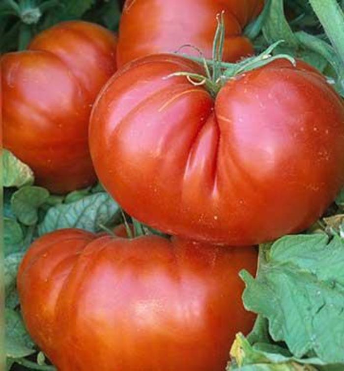 Tomato - Solanum lycopersicum 'Aussie' Tomato - Solanum lycopersicum 'Aussie'