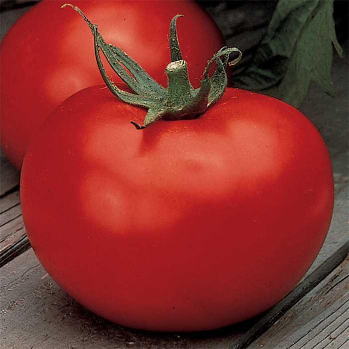 Tomato - Solanum lycopersicum 'Better Boy'