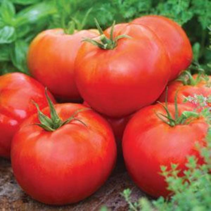 Tomato - Lycopersicon esculentum 'Big Daddy'