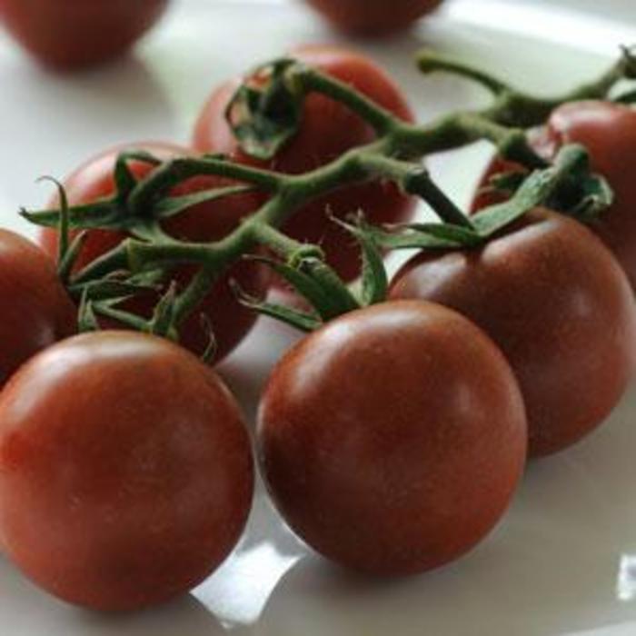 Tomato - Lycopersicon esculentum 'Black Cherry'