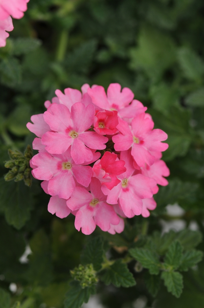 Verbena - Verbena cultivars Lascar™ Pink 