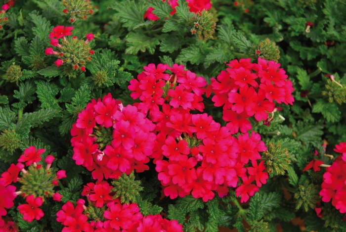 Lascar™ Hot Rose - Verbena cultivars Lascar™ Hot Rose - Verbena cultivars