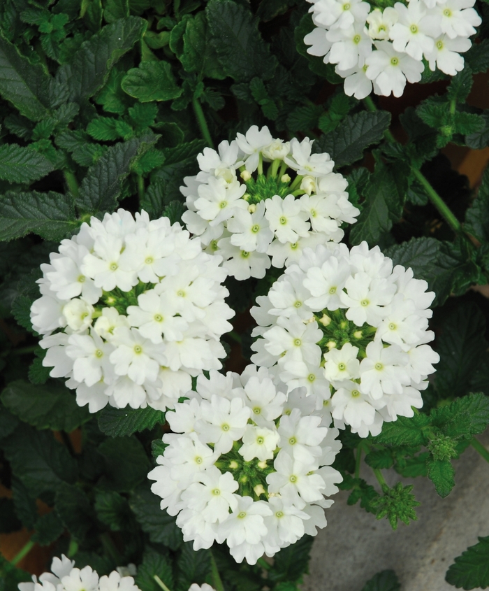 Verbena - Verbena 'Lascar™ White'
