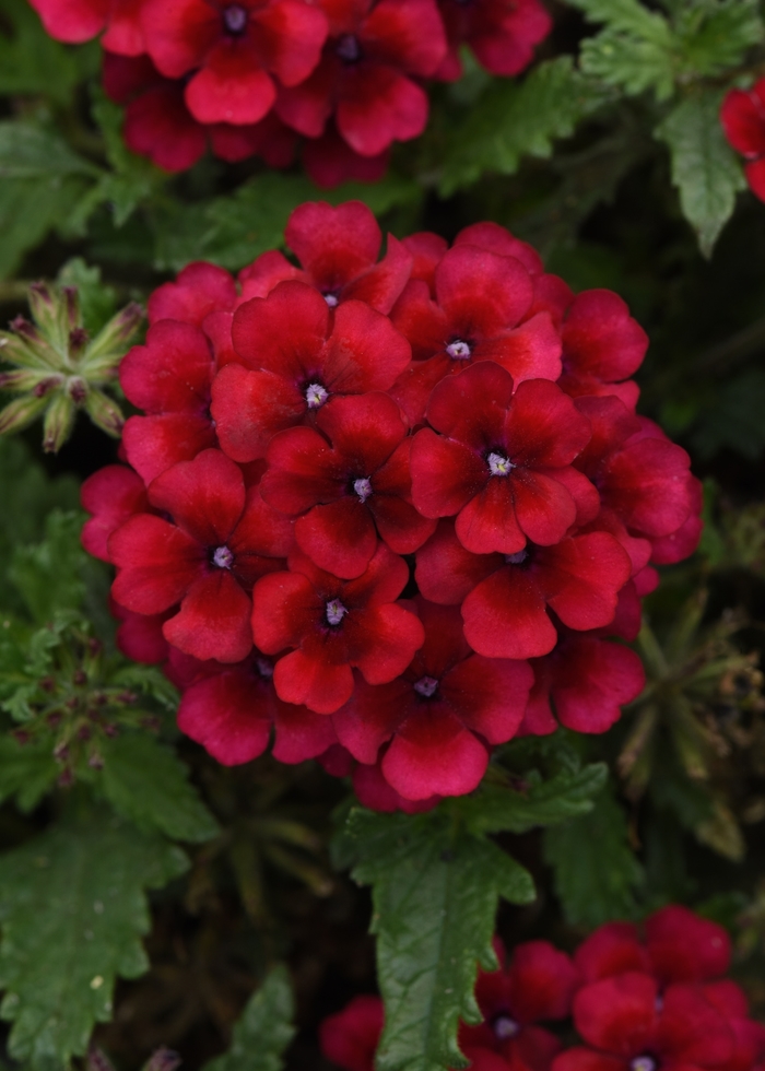 Lascar™ 'Vampire' - Verbena Lascar™ 'Vampire' - Verbena