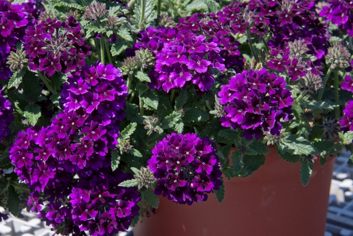 Verbena - Verbena 'Lascar™ Black Velvet' 