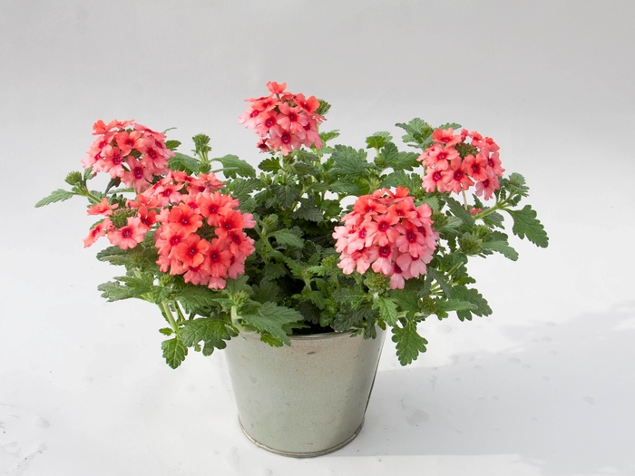 Verbena - Verbena 'Lascar Mango Orange' Verbena - Verbena 'Lascar Mango Orange'