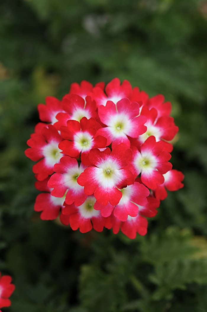 Lascar™ Verbena - Verbena 'Lascar Red Rose' Lascar™ Verbena - Verbena 'Lascar Red Rose'
