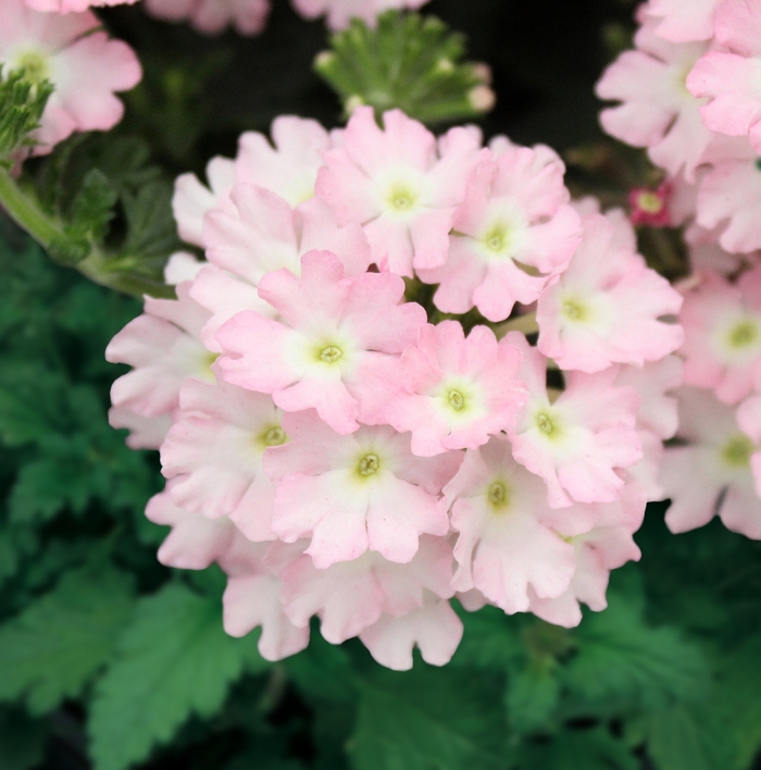 Verbena - Verbena peruviana 'Firehouse™ Light Pink'