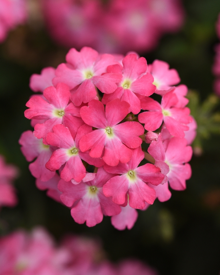 Verbena - Verbena peruviana 'Firehouse™ Pink Improved' Verbena - Verbena peruviana 'Firehouse™ Pink Improved'