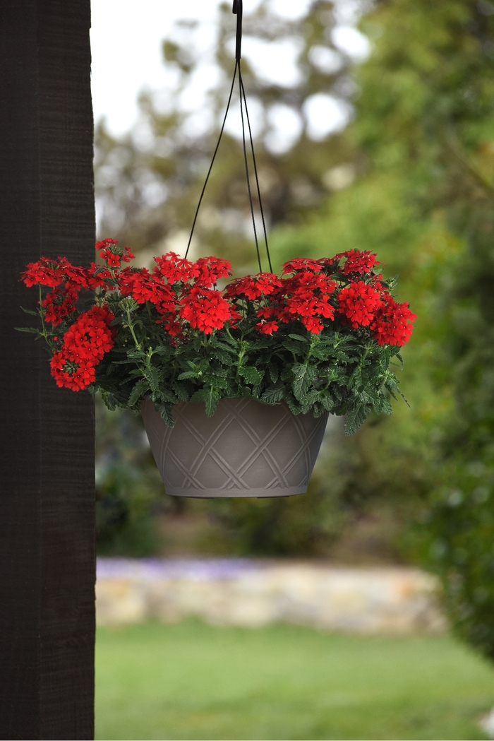 Verbena - Verbena peruviana 'Firehouse™ Red Improved' Verbena - Verbena peruviana 'Firehouse™ Red Improved'