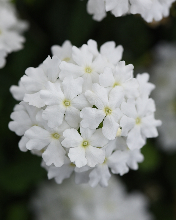 Verbena - Verbena peruviana 'Firehouse™ White Improved'